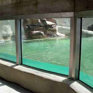 California Sea Lion Pool