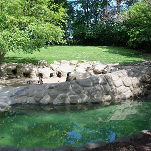 African Black-Footed Penguin Exhibit