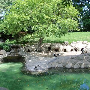 African Black-Footed Penguin Exhibit