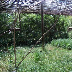 Australian Adventure - Walkabout Aviary