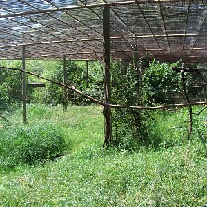 Australian Adventure - Walkabout Aviary