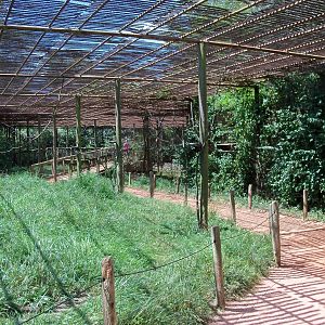 Australian Adventure - Walkabout Aviary