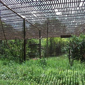 Australian Adventure - Walkabout Aviary