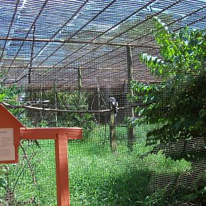 Australian Adventure - Walkabout Aviary - Kookaburra Exhibit