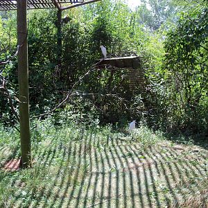 Australian Adventure - Walkabout Aviary