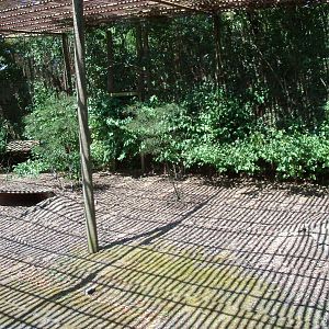 Australian Adventure - Walkabout Aviary - Parma Wallaby Exhibit