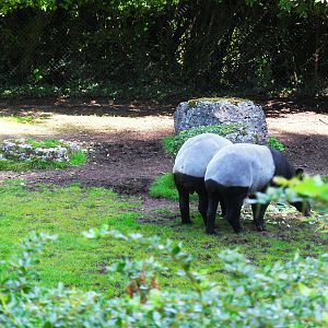 Malayan Tapir