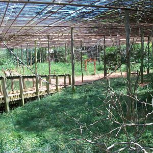 Australian Adventure - Walkabout Aviary