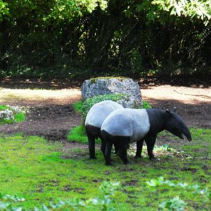Malayan Tapir