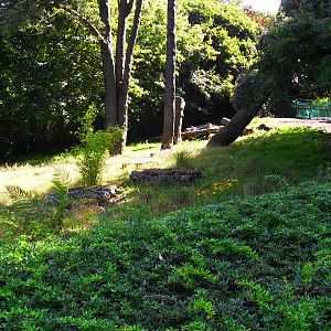 Giant Anteater Enclosure