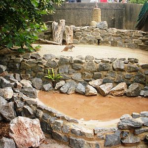 Meerkat Enclosure - 27.07.2010