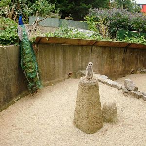 Meerkat Enclosure - 27.07.2010