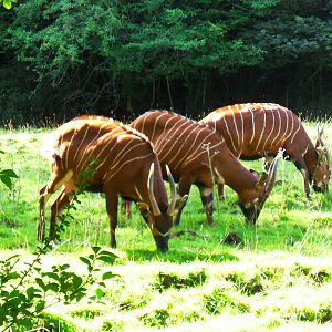 Eastern Bongo