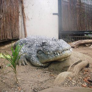 Crocodile Swamp - 27.07.2010