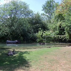 Australian Adventure - Walk-Through Eastern Grey Kangaroo Exhibit