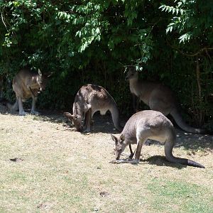 Australian Adventure - Eastern Grey Kangaroos