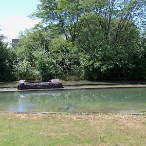 Australian Adventure - Walk-Through Eastern Grey Kangaroo Exhibit