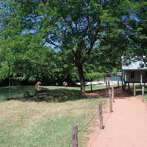 Australian Adventure - Walk-Through Eastern Grey Kangaroo Exhibit