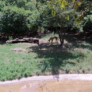 Australian Adventure - Dingo Exhibit