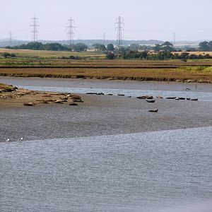 Common Seals at Seal Sands - 03.09.2010