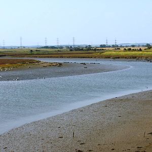 Common Seals at Seal Sands - 03.09.2010