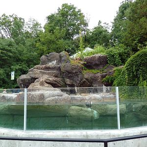 Humboldt Penguin Exhibit