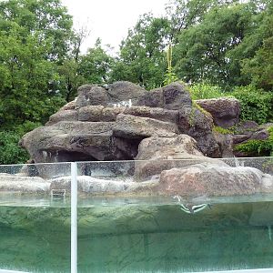 Humboldt Penguin Exhibit
