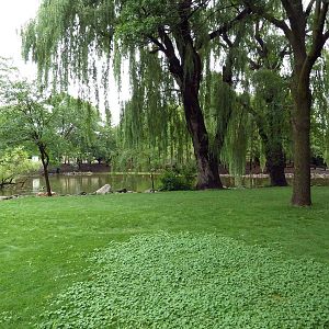Caribbean Flamingo Exhibit