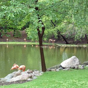 Caribbean Flamingo Exhibit