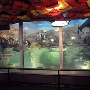 Mahler Family Aviary Building - King/Rockhopper Penguin Exhibit