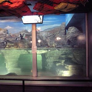 Mahler Family Aviary Building - King/Rockhopper Penguin Exhibit