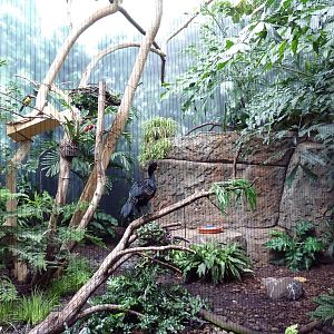 Mahler Family Aviary Building - Wattled Currasow/Green Aracari/Madagascar T
