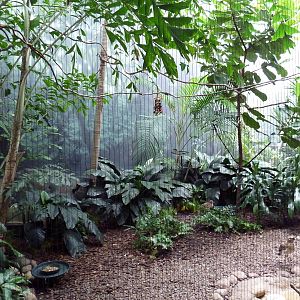 Mahler Family Aviary Building - Blue-Bellied Roller/Marbled Teal/Cape Thick