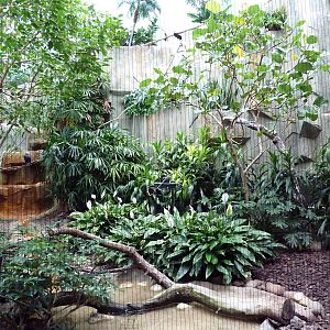 Mahler Family Aviary Building - White-Faced Whistling Duck/Golden-Backed Wo
