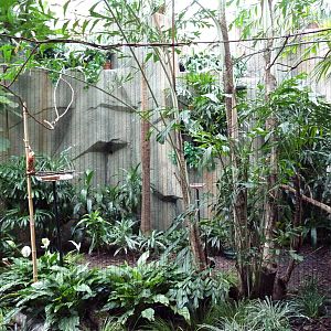 Mahler Family Aviary Building - Green-Naped Pheasant Pigeon/Fairy Bluebird