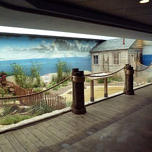Mahler Family Aviary Building - Black-Necked Stilt/Blacksmith Plover/Americ