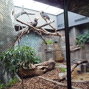 Mahler Family Aviary Building - Rhinoceros Hornbill Exhibit
