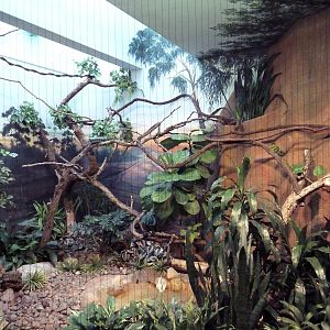 Mahler Family Aviary Building - Tawny Frogmouth Exhibit