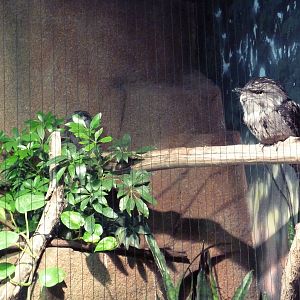 Mahler Family Aviary Building - Tawny Frogmouth