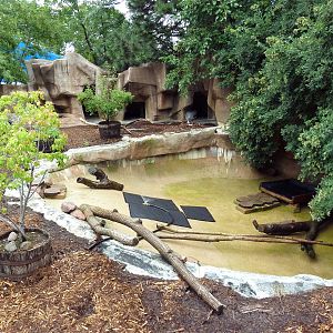 Crested Screamer Exhibit