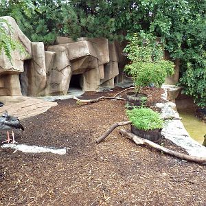 Crested Screamer Exhibit