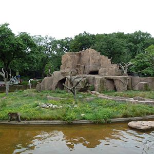 Japanese Macaque Island