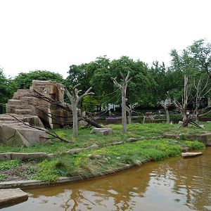 Japanese Macaque Island