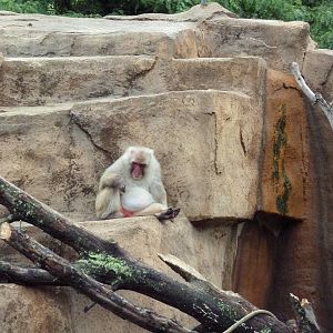 Japanese Macaque