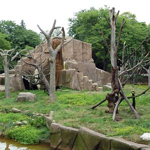 Japanese Macaque Island