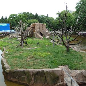 Japanese Macaque Island