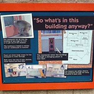 Japanese Macaque Exhibit - Signage