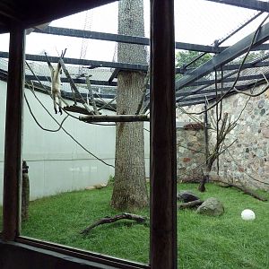 Primate Complex - Black-Handed Spider Monkey Exhibit