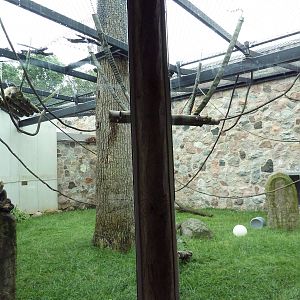 Primate Complex - Black-Handed Spider Monkey Exhibit