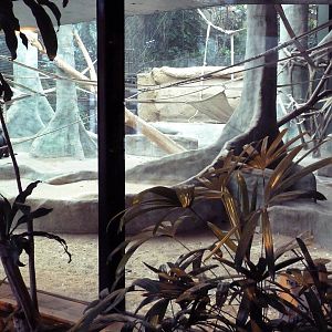 Primate Complex - Bonobo Indoor Exhibit